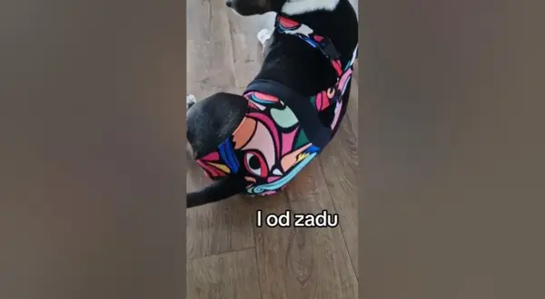 Jak zrobić majtki dla psa z maseczki - łatwy sposób na oszczędność
