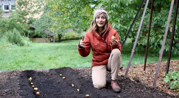 Frau pflanzt Kartoffeln im Garten. Bis wann kann man Kartoffeln pflanzen? Frühling ist die beste Zeit, aber auch im Sommer ist es noch möglich.