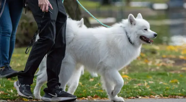 Biały samoyed, którego waga jest idealna, spaceruje z opiekunem po parku jesienią.