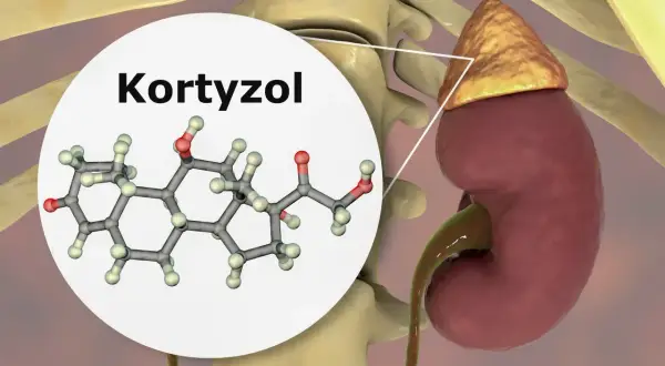 Struktura chemiczna kortyzolu, jednego z głównych hormonów stresu, produkowanego przez nadnercza.