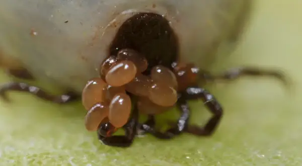 Makro zbliżenie na gniazdo kleszczy, skupisko małych, owalnych jaj, z których wkrótce wyklują się młode.
