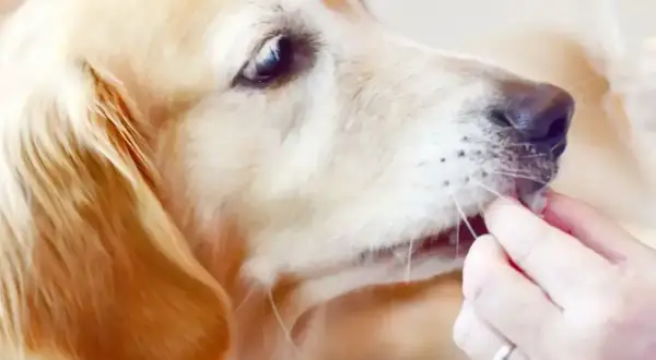 Złoty retriever delikatnie przyjmuje przysmak z ręki, zastanawiając się, czy pies może jeść rzodkiewkę.