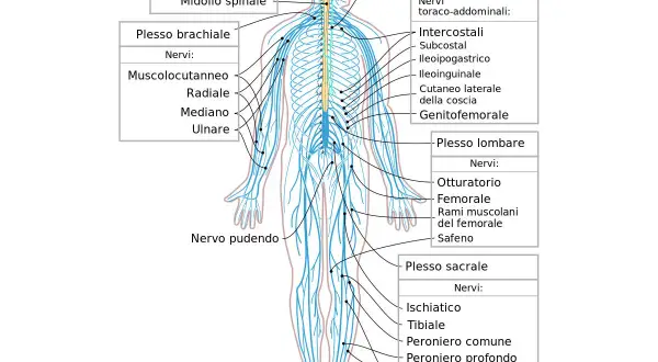 Diagramma del sistema nervoso umano, con particolare attenzione ai nervi degli arti inferiori, utili per comprendere i sintomi della nevrite.