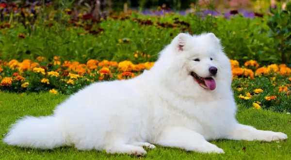 Uśmiechnięty samojed o śnieżnobiałej sierści leży na trawie wśród kolorowych kwiatów. Jego łagodny charakter widać w spojrzeniu.