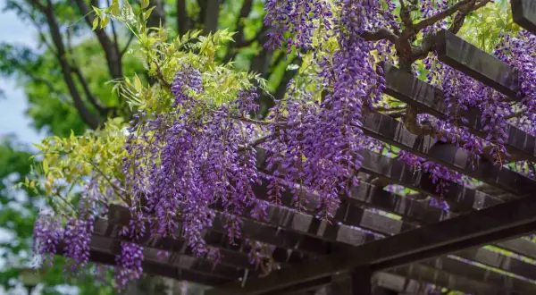 Fioletowa wisteria zwisająca z drewnianej pergoli, tworząc malowniczy baldachim.