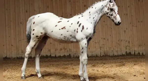 Młody koń rasy appaloosa w białej sierści w brązowe cętki, stoi na piaskowej ujeżdżalni.