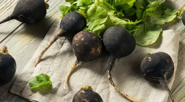 Plusieurs radis noirs aux racines fines et aux feuilles vertes reposent sur un tissu clair, sur un fond de bois.