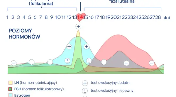 Wykres pokazuje cykl menstruacyjny, fazy i poziomy hormonów. Owulacja trwa krótko, zazwyczaj około dnia 14 cyklu.