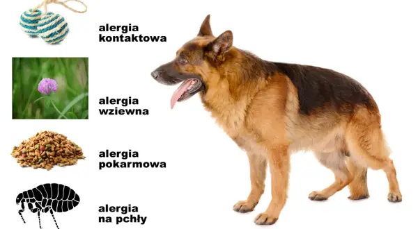 Owczarek niemiecki i ilustracje: zabawki (alergia kontaktowa), koniczyna (alergia wziewna), karma (alergia pokarmowa), pchła (alergia na pchły). Pomoc w odczulaniu na psa.