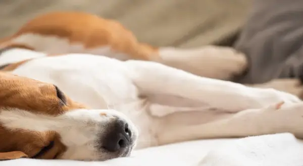 Śpiący pies rasy beagle na białym kocu.