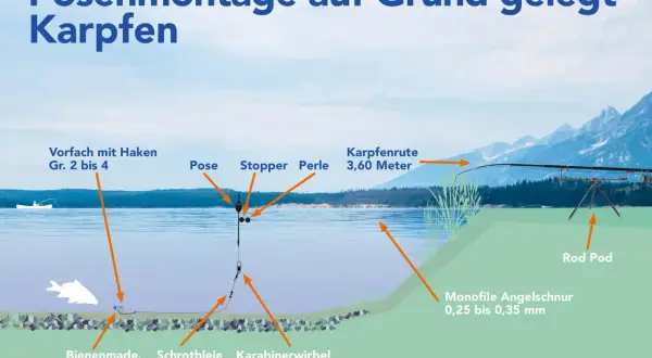 Illustration zeigt eine Posenmontage zum Grundangeln auf Karpfen. Die Montage beinhaltet Pose, Stopper, Perle, Schrotbleie und Köder wie Bienenmade.