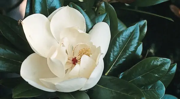 Piękny, biały kwiat magnolii zimozielonej wśród ciemnozielonych liści.