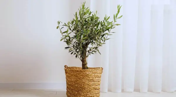 Un petit arbre olivier, symbole de paix, dans un panier en osier tressé, se dresse près d'un rideau blanc.