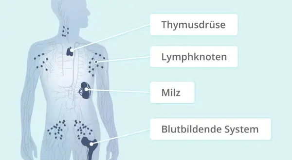 Das Lymphsystem mit Thymusdrüse, Lymphknoten, Milz und blutbildendem System. Hier können sich Erkrankungen wie das non-Hodgkin-Lymphom entwickeln.