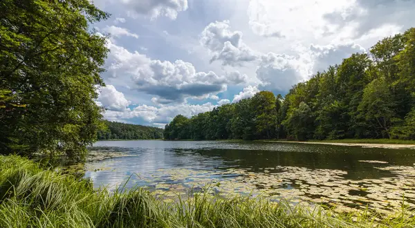Spokojne jezioro w Drawskim Parku Krajobrazowym, otoczone bujną zielenią drzew i porośnięte liliami wodnymi.