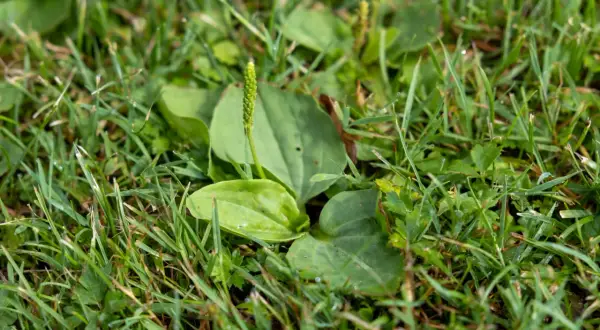 Eine detaillierte unkraut liste mit bildern zeigt einen Spitzwegerich im Gras.
