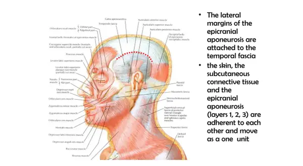 Anatomia głowy: mięsień płatowaty głowy (epicranius) i jego powiązania z powięzią skroniową.