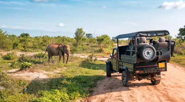Safari en Tanzanie : un éléphant observe un véhicule tout-terrain. Idéal pour savoir quand partir en Tanzanie pour une expérience inoubliable.