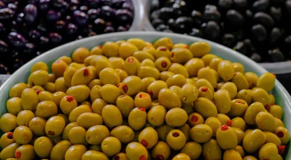 Czy pies może jeść oliwki? Sprawdź ryzyko i bezpieczne zasady