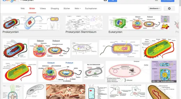 Bilder von **prokaryotischen Zellen** mit ihren Bestandteilen wie Zellwand, Zellmembran und genetischem Material. Vergleiche mit eukaryotischen Zellen.