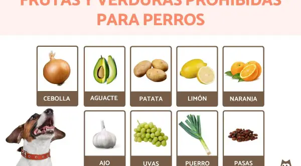 Lista de alimentos tóxicos para perros: cebolla, aguacate, patata, limón, naranja, ajo, uvas, puerro y pasas. ¡Cuida a tu mascota!