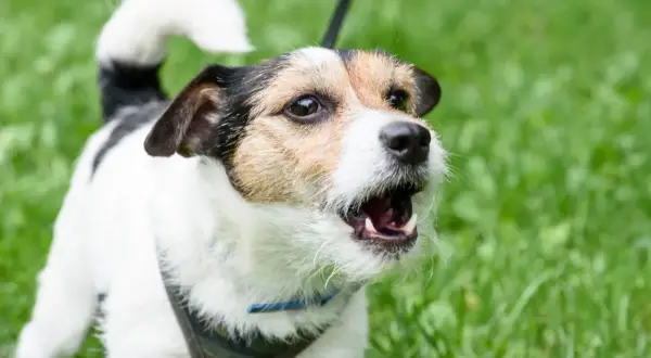 Ein kleiner, aufgeregter Hund bellt laut beim Spielen im grünen Gras.