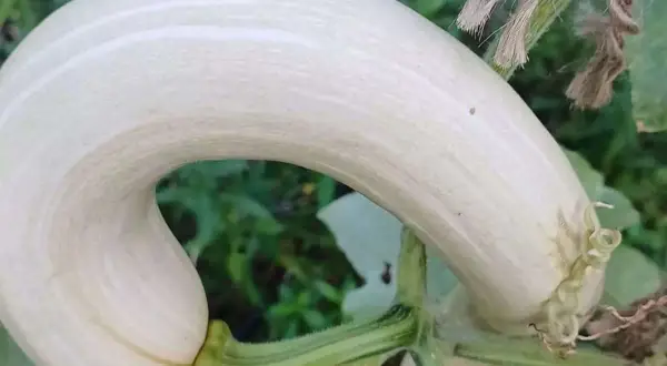 Zucchina bianca dalla forma curva, pronta per essere raccolta. Il momento giusto per raccogliere le zucchine è quando sono giovani e tenere.