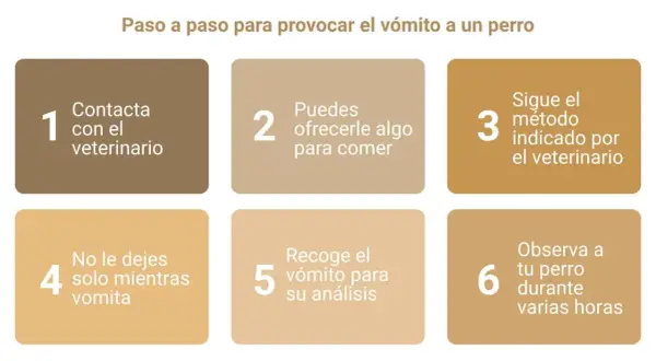 Guía paso a paso: cómo hacer vomitar a un perro. Contacta al veterinario, ofrécele algo de comer, sigue sus indicaciones, no lo dejes solo, recoge el vómito y obsérvalo.