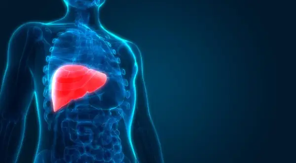 Anatomia człowieka: czerwona wątroba, kluczowa dla metabolizmu i detoksykacji, wpływa na poziom fosfatazy zasadowej.