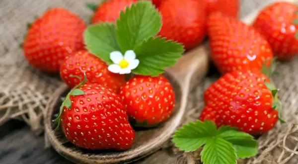 Ein Holzlöffel voller reifer Erdbeeren, mit grünen Blättern und einer kleinen weißen Blüte.