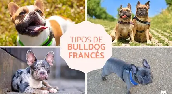 Cómo se dice perro en francés y ejemplos para usar correctamente