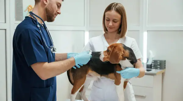 Pierwsza wizyta u weterynarza z psem. Weterynarz z asystentką badają beagle, który stoi na stole.