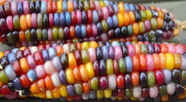 Deux épis de maïs aux couleurs vives, rappelant l'origine de cette plante. Chaque grain est une petite œuvre d'art naturelle.