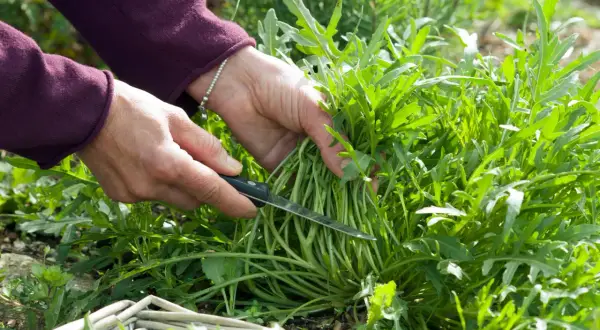 Hände ernten frischen Rucola mit einem Messer. Ein Korb liegt im Vordergrund.