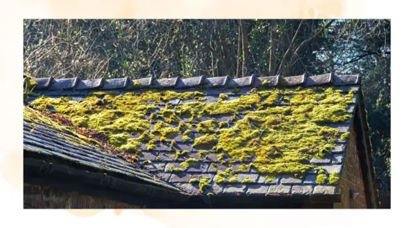A weathered roof is covered in vibrant green moss, creating a natural, textured carpet.