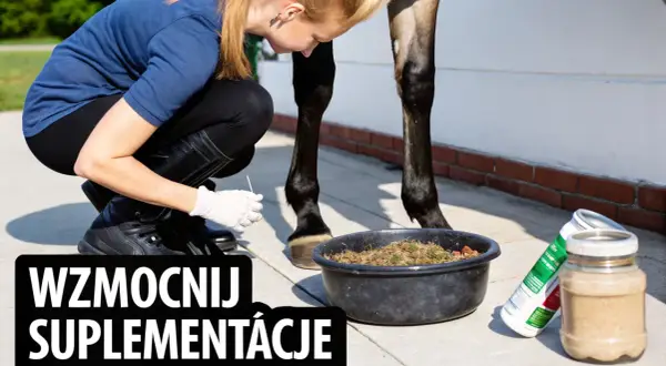 Kobieta w rękawiczkach podaje koniowi suplement na stawy. Wzmocnij suplementację, dbając o zdrowie swojego wierzchowca.