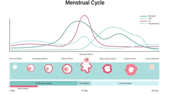 Graphique du cycle menstruel montrant les variations des hormones, dont la FSH, et le développement des follicules jusqu'à l'ovulation.