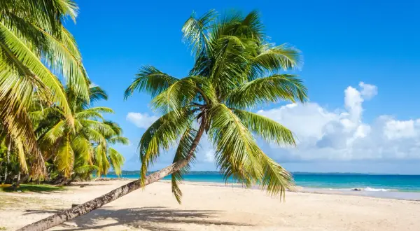 Palmy na plaży na Madagaskarze, mimo że to pora deszczowa, cieszą się słońcem.