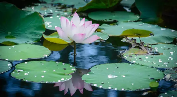 Una delicada flor de loto colores rosa y blanco emerge sobre hojas verdes en un estanque sereno, con gotas de agua brillando.