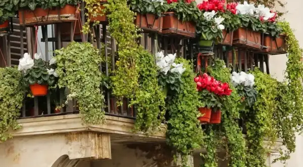 Balkon pełen zieleni i kwiatów. Wiszące pnącza oplatają balustradę, a w doniczkach kwitną czerwone i białe **komarzyce z pelargoniami**.