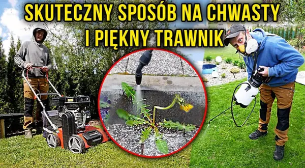 Jak pozbyć się chwastów jak trawa z trawnika? Skuteczny poradnik