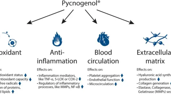 Pycnogenol® działa antyoksydacyjnie, przeciwzapalnie, wspiera krążenie krwi i macierz zewnątrzkomórkową.