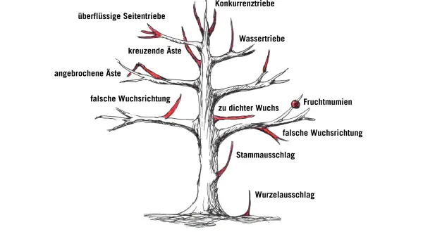 Illustration zeigt, wie man einen Walnussbaum schneiden muss. Markiert sind überflüssige Triebe, falsche Wuchsrichtung und mehr.