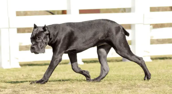 Czarny pies rasy Cane Corso, znany ze swojego zrównoważonego usposobienia, spaceruje po trawie.