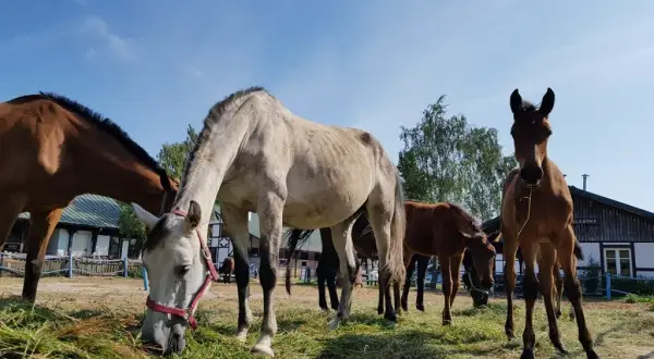 Stadnina Koni Mieczownica - historia, hodowla i atrakcje w regionie