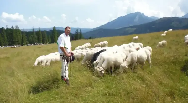 Górale pasą owce na hali. Czy ci nie żal, że tak mało miejsca na trawę?