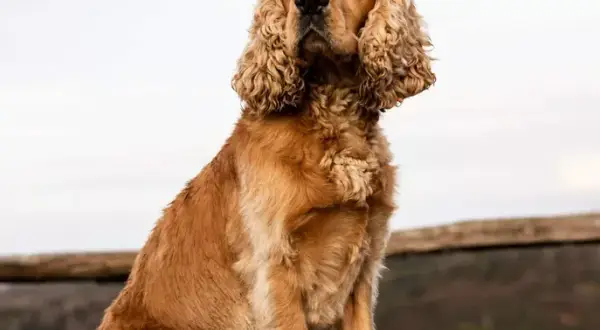Cocker spaniel: sierść czy włosy? Co musisz wiedzieć!