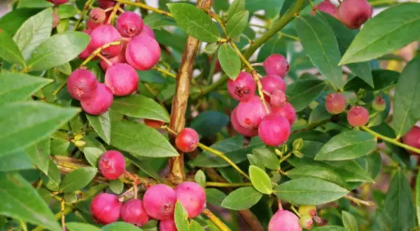 Krzew borówki z licznymi różowymi owocami, przypominającymi kolorystycznie borówkę pink lemonade.
