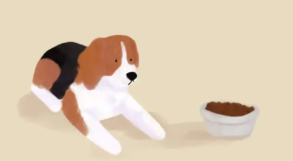 Beagle patrzy na miskę z karmą. Jak zachęcić psa do jedzenia suchej karmy? Może odrobina smaczka?