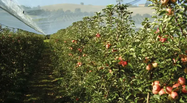Filare di alberi di mele sotto una rete protettiva. Alcune mele rosse pendono dai rami, promettendo un sapore dolce, ma attenzione alla potenziale **butteratura amara**.